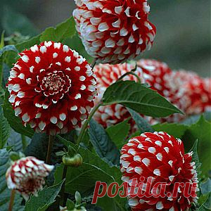 Выращивание георгин из семян | Дача - впрок