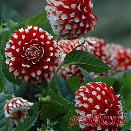 Выращивание георгин из семян | Дача - впрок