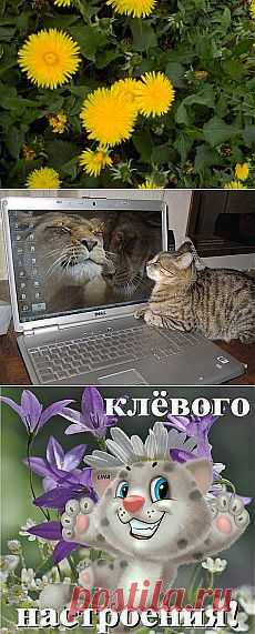 Одноклассники
