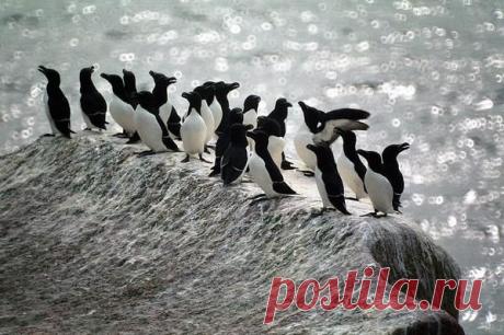 Карелия. Белое море. Гагарки.