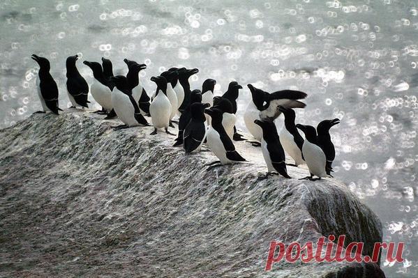 Карелия. Белое море. Гагарки.