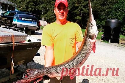 Рыбак поймал гигантскую древнюю щуку и установил новый рекорд. В Вирджинии рыбак Шон Кеннеди поймал гигантскую рыбу и установил новый рекорд штата. Ему на крючок попался длиннорылый панцирник или длинноносая панцирная щука. После замеров выяснилось, что длина рыбы составляла 137 сантиметров, а вес — 10,4 килограмма. Кеннеди побил рекорд 2019 года.