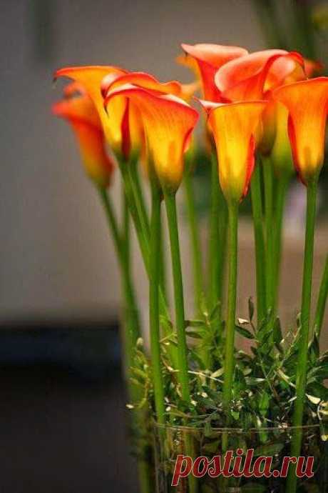 Google+ – #flowers