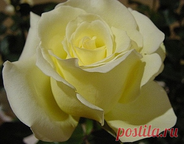 Роза Braca Topalovic (сорт 'Elina®')