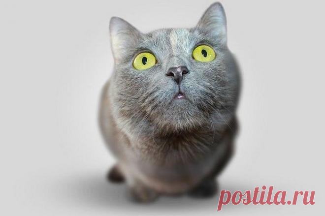 Почему кошка ждет нас у двери, когда мы возвращаемся домой