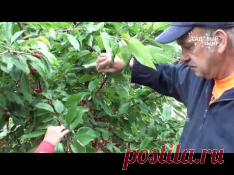 Как формировать черешню Формировка Австралийский куст