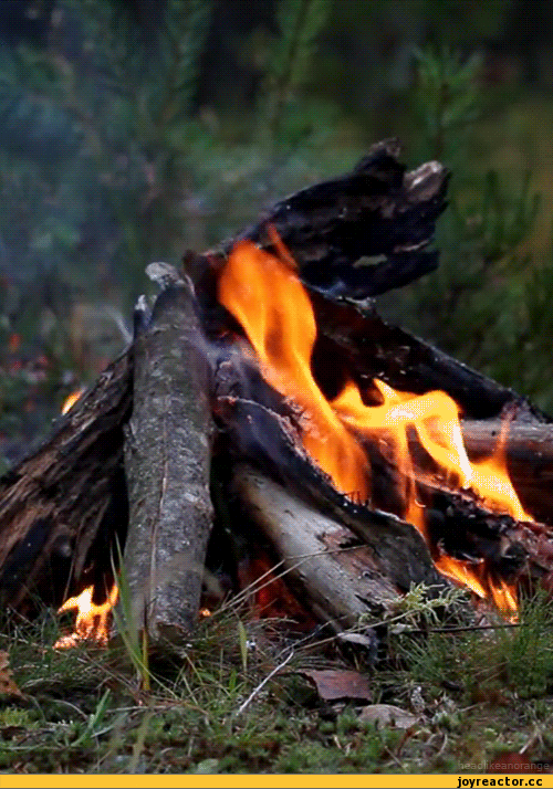 лето :: костер :: gif :: берег / смешные картинки и другие приколы: комиксы, гиф анимация, видео, лучший интеллектуальный юмор.