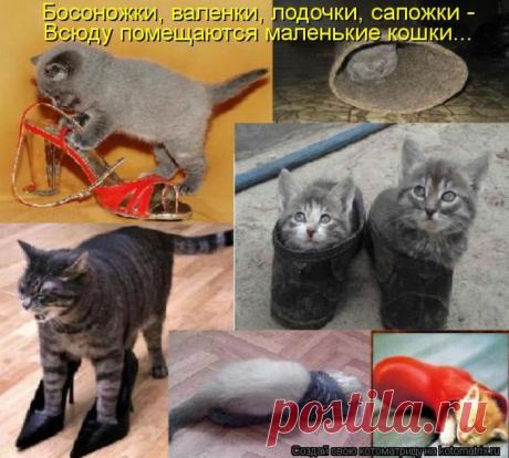 Четыре сыночка (котоматрица)