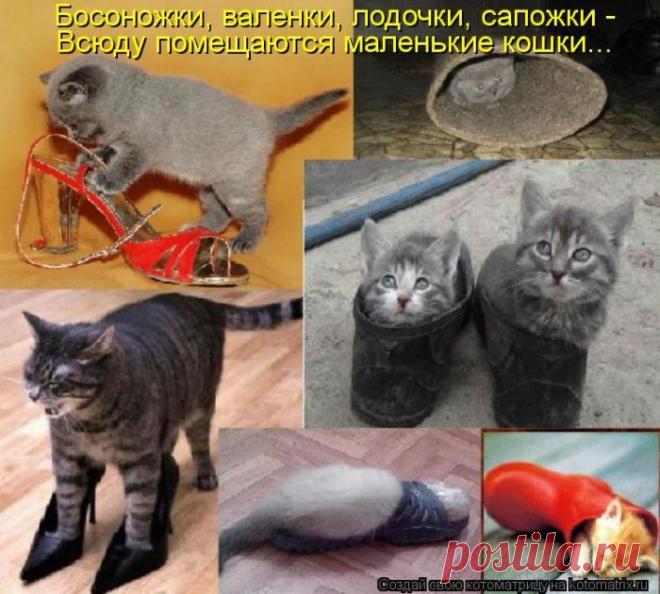 Четыре сыночка (котоматрица)