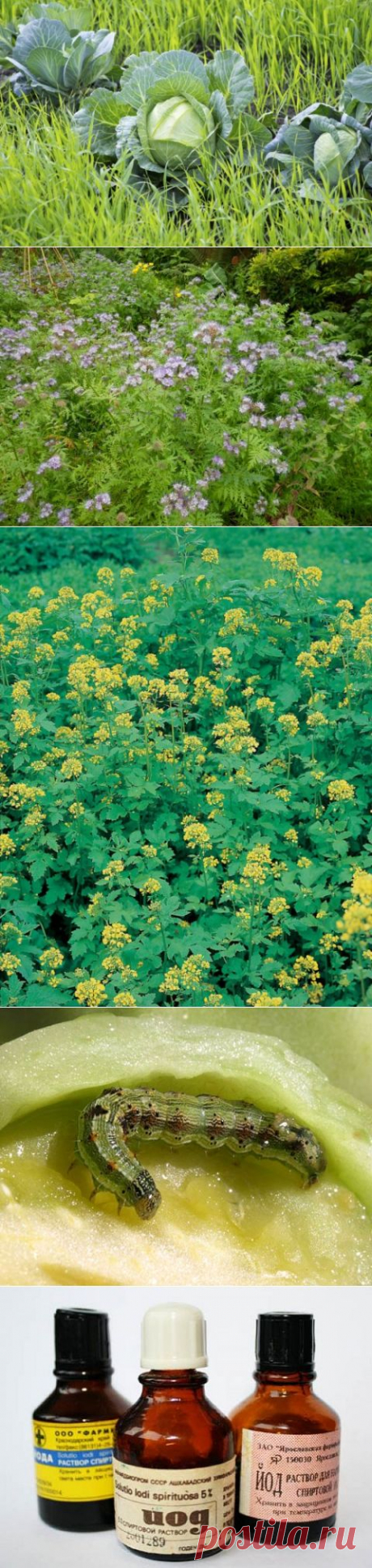 Сидераты — дружелюбные помощники