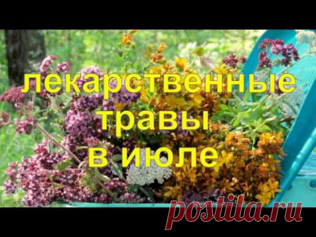 Лекарственные травы в июле. Medicinal herbs