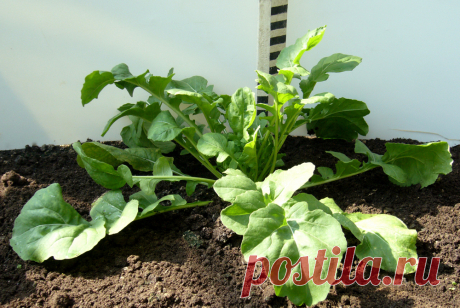 Как вырастить зимой зелень для салата? | Огород | Дача | Аргументы и Факты