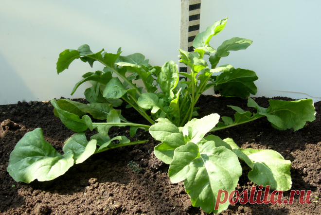 Как вырастить зимой зелень для салата? | Огород | Дача | Аргументы и Факты