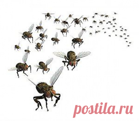 как избаться от мошек
