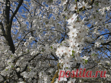 Простые цветы, которые повышают урожайность плодовых деревьев в 2 раза: гениальный совет. Когда садовод замечает, что деревья цветут обильно, но плодов мало, он начинает искать причины.