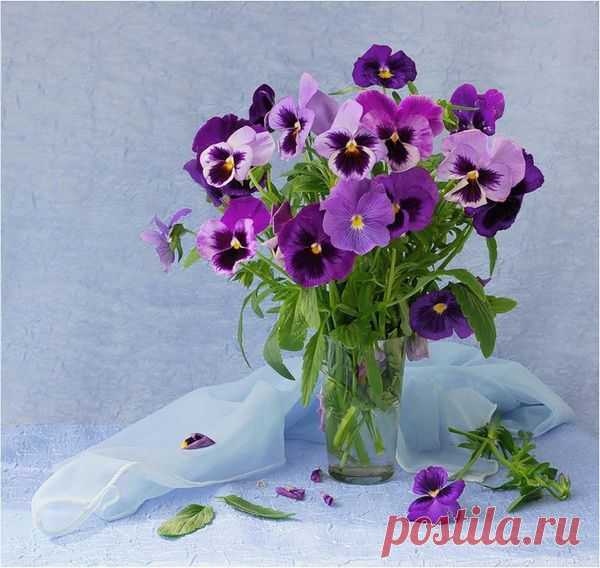 Анютины глазки.