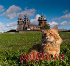 Птицы классные… но не всегда / Surfingbird знает всё, что ты любишь