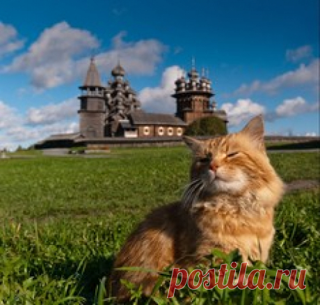 Птицы классные… но не всегда / Surfingbird знает всё, что ты любишь