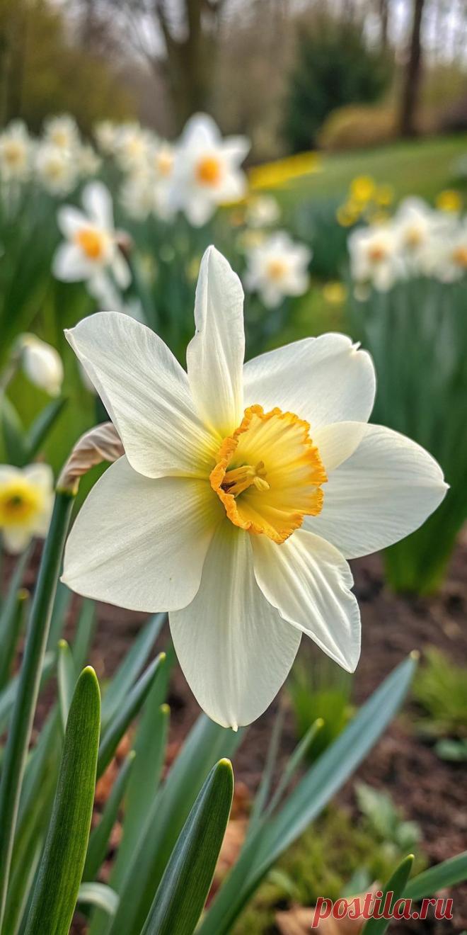 Изображение пина-истории