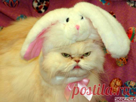 "Человек, со мной шутки плохи. Запомни это: я суров и хладнокровен!" Смешные котики | Которадуга | Яндекс Дзен