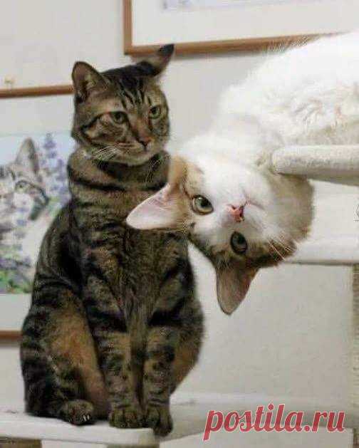 Забавные котики, любопытство которых зашкаливает!