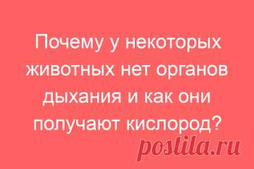 Почему у некоторых животных нет органов дыхания и как они получают кислород?