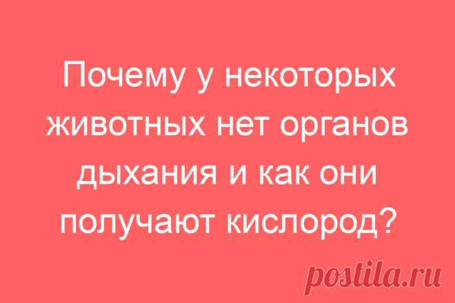 Почему у некоторых животных нет органов дыхания и как они получают кислород?