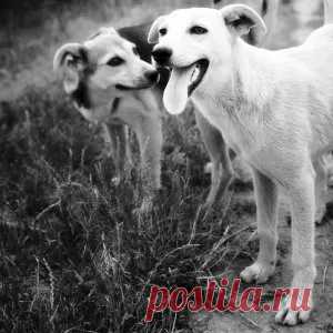 Собаки способны улыбаться друг другу | Новости | Вокруг Света
