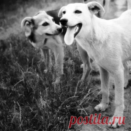 Собаки способны улыбаться друг другу | Новости | Вокруг Света