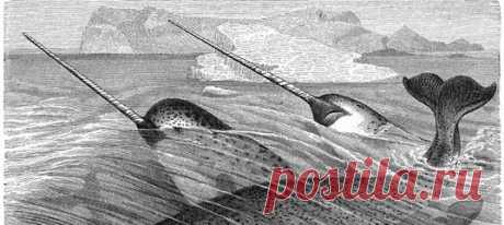 Невероятный бивень нарвала крайне нежен – настолько, что частота сердцебиения этого млекопитающего напрямую зависит от солености воды, омывающей его рог.