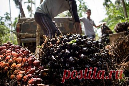 Минсельхоз задумал запретить поставку растительных жиров из ЕС. Минсельхоз России изучает возможность введения запрета на поставки растительных жиров и смесей из Европы, применяемых, в том числе, кондитерами. Эмбарго планируется ввести на маргарин, спреды, жировы специального назначения, заменители молочного жира и эквиваленты масла какао.