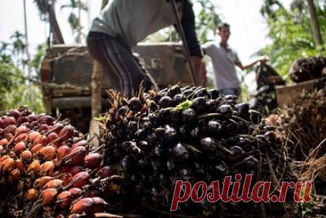 Минсельхоз задумал запретить поставку растительных жиров из ЕС. Минсельхоз России изучает возможность введения запрета на поставки растительных жиров и смесей из Европы, применяемых, в том числе, кондитерами. Эмбарго планируется ввести на маргарин, спреды, жировы специального назначения, заменители молочного жира и эквиваленты масла какао.