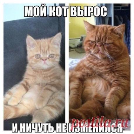 ►КРУГЛАЯ РЖАКА: Юмор, приколы, демотиваторы,18плюс