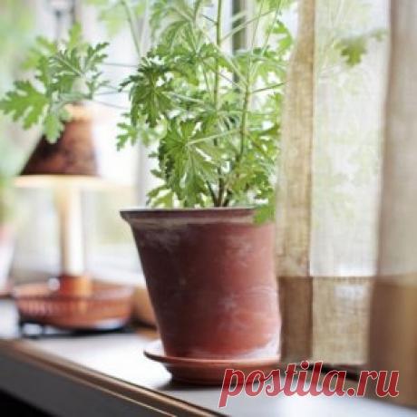 9 советов по содержанию растений зимой