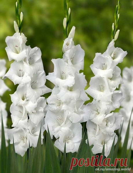 (84) Одноклассники