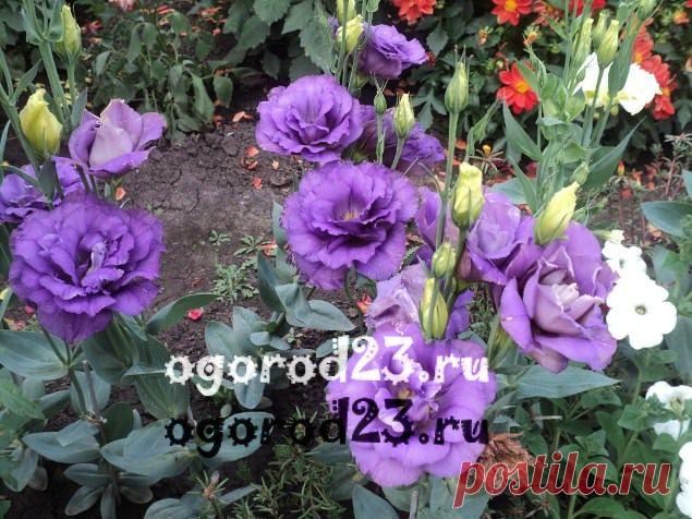 Эустома многолетняя, посадка и уход, как и когда сеять