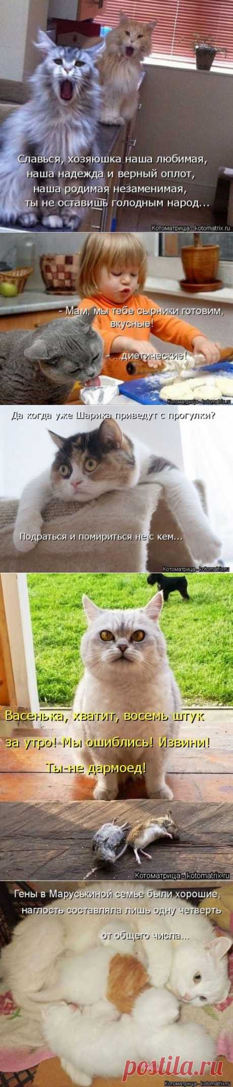 Лучшие котоматрицы недели / Питомцы