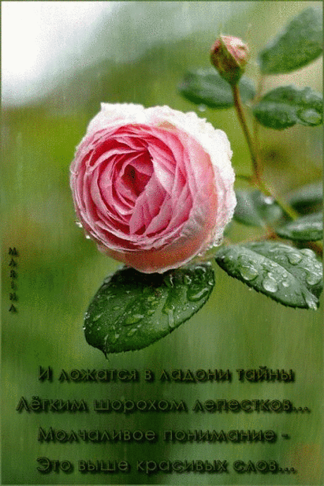 Google+