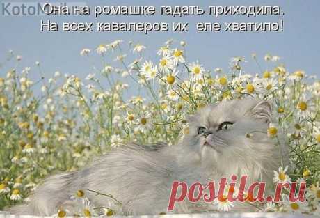 Любит не любит | KotoMail.ru