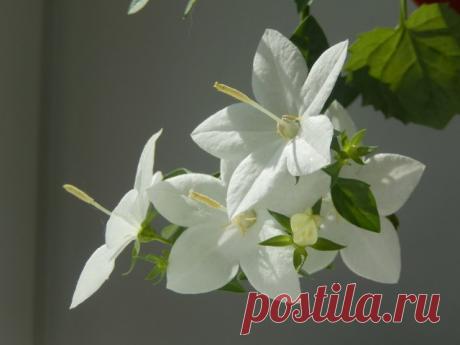 Цветок из натурального шелка &quot; Кампанула&quot; или невеста.