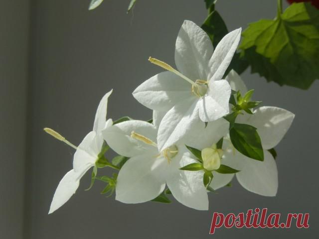 Цветок из натурального шелка 