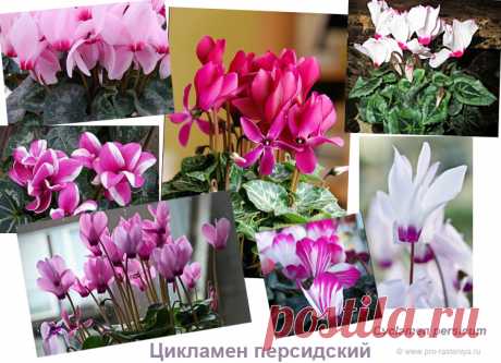 Цикламен. Виды: цикламен персидский, европейский, плющелистый, косский / кавказский. Фото - Сайт о растениях