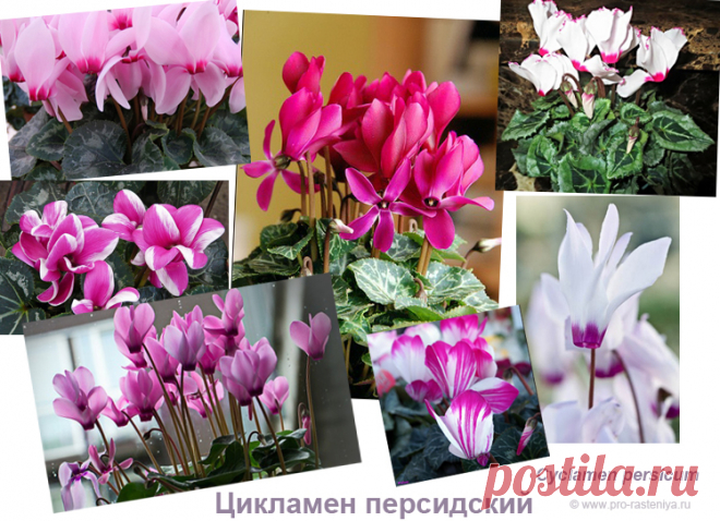 Цикламен. Виды: цикламен персидский, европейский, плющелистый, косский / кавказский. Фото - Сайт о растениях