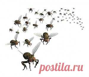 Как избавиться от мошек