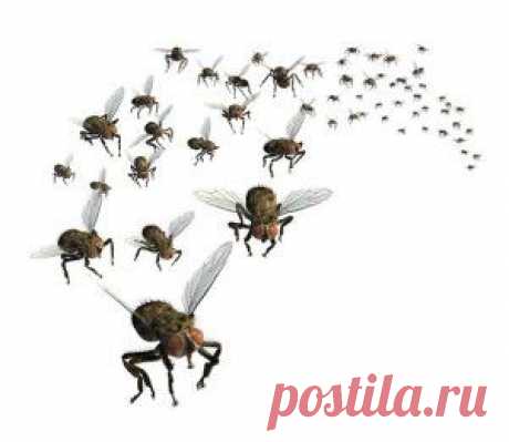 Как избавиться от мошек