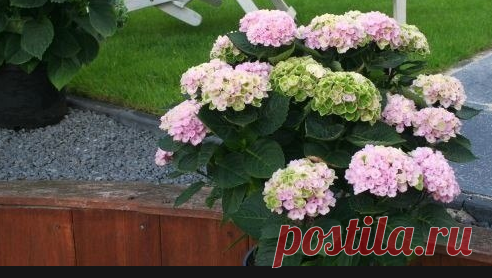 Гортензия.Укрытие гортензии крупнолистной на зиму.