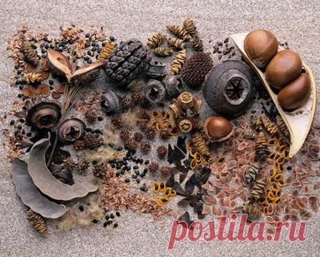 Как вырастить декоративные деревья из семян Все древесные растения размножаются двумя способами — семенным и вегетативным. Семенное размножение осуществляется путем посева семян в питомнике и выращивания из них сеянцев. Этот способ отличается простотой, высокой продуктивностью, большой экономичностью. […]