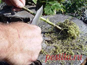 Природная аптека или где найти аспирин в лесу ?