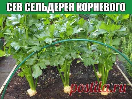 Сев сельдерея корневого

Одну из культур- сельдерей корневой, необходимо сеять очень рано. Возможные сроки- с конца января до середины февраля.

Самое важное условие- семена не заделываются в почву! Сев производится по поверхности влажной земли, т.к.семена сельдерея прорастают на свету.

Большую емкость брать не нужно- сельдерей растет очень медленно и его придется 2 раза пикировать. Поэтому сеем довольно густо, лучше не вразброс, а рядками, это для последующей удобной пик...