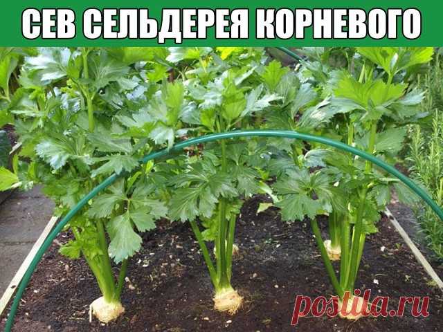 Сев сельдерея корневого

Одну из культур- сельдерей корневой, необходимо сеять очень рано. Возможные сроки- с конца января до середины февраля.

Самое важное условие- семена не заделываются в почву! Сев производится по поверхности влажной земли, т.к.семена сельдерея прорастают на свету.

Большую емкость брать не нужно- сельдерей растет очень медленно и его придется 2 раза пикировать. Поэтому сеем довольно густо, лучше не вразброс, а рядками, это для последующей удобной пик...